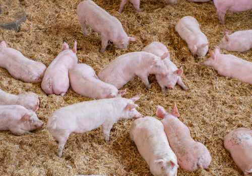 Dank dem grosszügigen Stall haben die Kräuterschweine immer genügend Platz