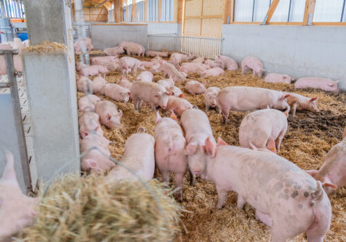 Ein tiefes Strohbett animiert die Kräuterschweine zum Wühlen und Verweilen