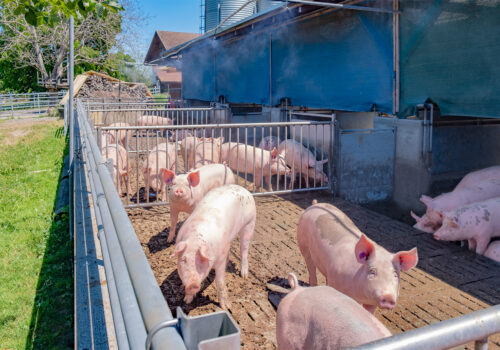 Die Kräuterschweine dürfen jederzeit selbst entscheiden, ob sie drinnen oder draussen sein möchten