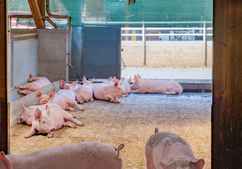 Dank einem grosszügigen Strohbett fühlen sich die Kräuterschweine sehr wohl