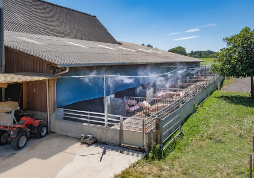 Die Kräuterschweine geniessen höchsten Komfort auf dem Betrieb der Familie Wolf